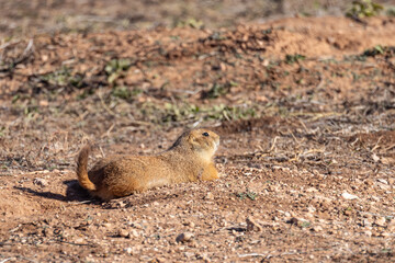 Prairie dog in arid land of rural Texas.