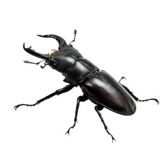 Beetle on high quality transparent background png