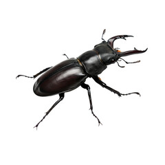 Beetle on high quality transparent background png