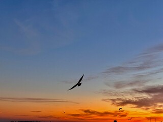 bird in the sky at sunset 