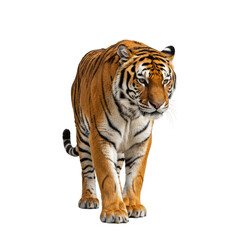 Fototapeta premium Bengal Tiger on high quality transparent background png