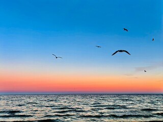 seagulls in flight on the beach at sunset