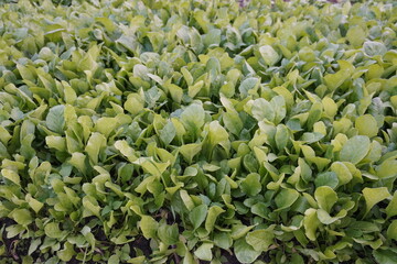 The spinach field with growing spinach leaves