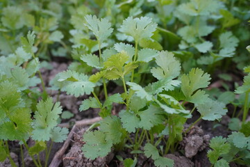 A close-up of tiny young coriander plant with greenary background 