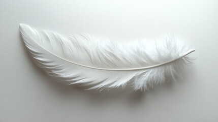 Obraz premium Single white feather on white background