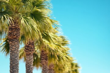 Fototapeta premium 青空の下で並ぶヤシの木とリラックスした雰囲気
