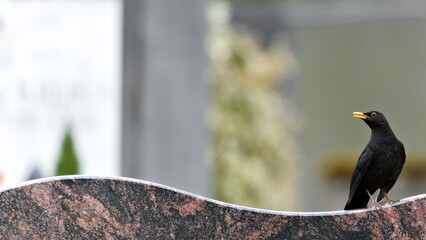 Eurasian blackbird aka The common blackbird or Turdus merula on cemetery. Singing with open beak....