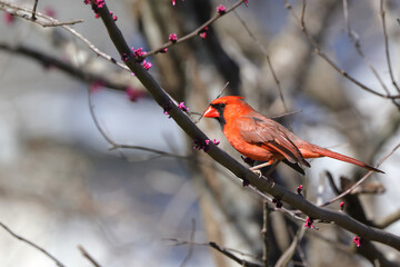 Red bird northern cardinal perched on purple blooming redbud tree against blurry background. 
