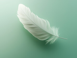 Obraz premium White feather isolated on a green background
