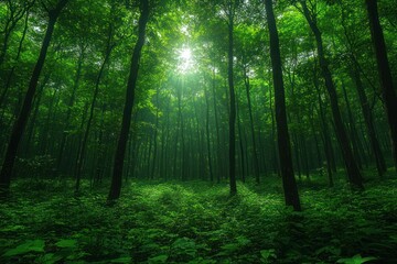 Naklejka premium Sunlit green forest, lush undergrowth, tranquil scene