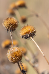 Dried thistles heads in arid country.