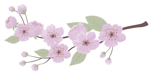 Spring sakura cherry blooming flowers branch