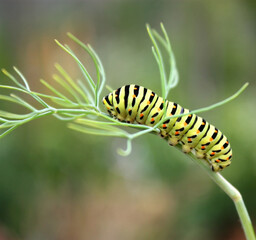 Caterpillar