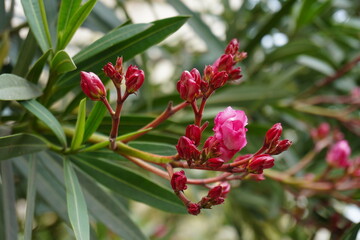 Pink Oleander flowers are blooming on its plant stalk
