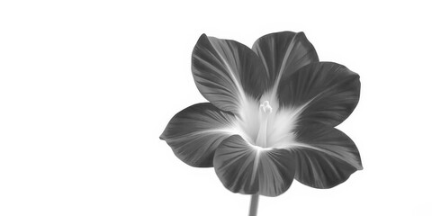 Obraz premium A single, vibrant bloom isolated against a pure white backdrop, leaf, colorful flower