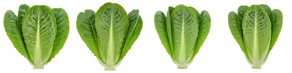 Fototapeta premium Set of Romaine Lettuce Head