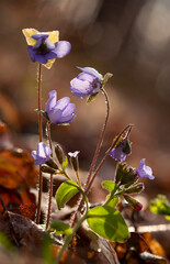Fioletowe  kwiaty Przylaszczki pospolitej w lesie. Wiosna 2025 © mycatherina