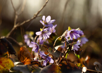 Fioletowe  kwiaty Przylaszczki pospolitej w lesie. Wiosna 2025 © mycatherina
