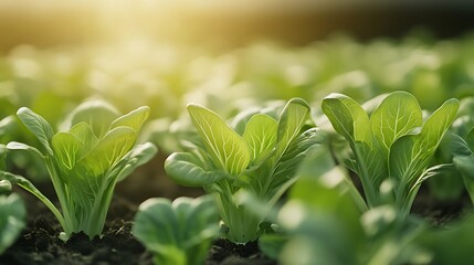 Obraz premium Bok Choy Growing in Field Agriculture at Sunset