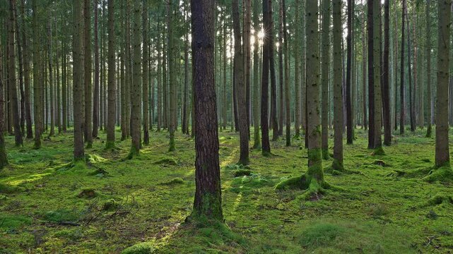 Nadelwald, Moos, Feucht, Sonne, Odenwald, Baden-W&uuml;rttemberg, Deutschland