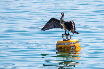 Kormoran am Iseosee