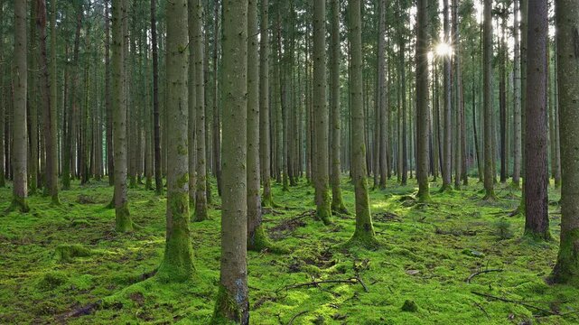 Nadelwald, Moos, Feucht, Sonne, Odenwald, Baden-W&uuml;rttemberg, Deutschland