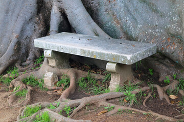 bench, australian ficus, tree, trunk, root, park, bark, branch, ancient, travel, garden, forest, wood, plant, old, brown, growth, nature, roots, trees, landscape, environment, outdoors, australia, 