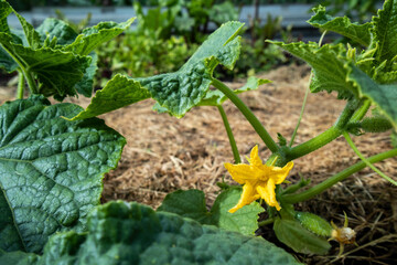 Vibrant yellow flower of a cucumber plant emerges among fresh green leaves in a well-maintained vegetable garden
