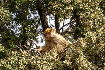 wild monkeys in the forest of Morocco