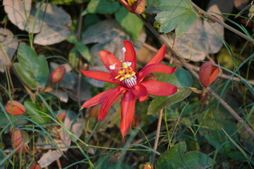 Passiflora vitifolia, commonly known as passion flower in close up
