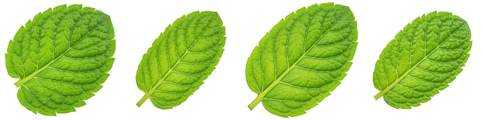 Obraz premium Set of Macro Shot of Mint Leaf Texture