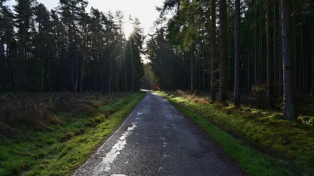 Nadelwald, Strasse, Nass, Wald, Odenwald, Baden-W&uuml;rttemberg, Deutschland