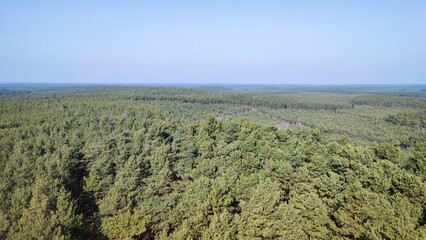 Widok na korony drzew.