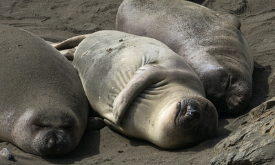 Elephant seals / sea elephants - Mirounga females relaxing