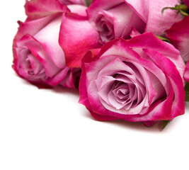 Pink rose