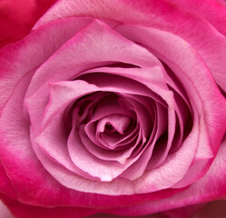 Pink rose