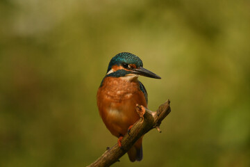 Eisvogel