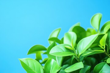 鮮やかな緑の葉が青い背景に映える植物の近接撮影