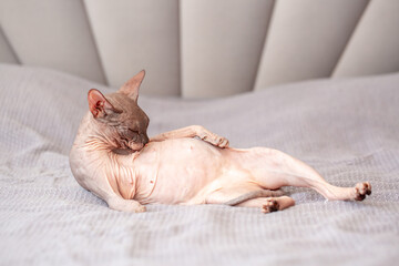 Egyptian sphinx cat licking himself while sitting on the bed. Close-up of a bald cat licking his...