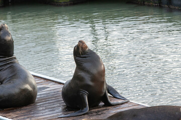 Obraz premium california sea lion on a dock sunbathing in san francisco