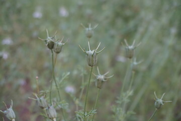 Close-up of the seed pods of black cumin plants with a blurry background 