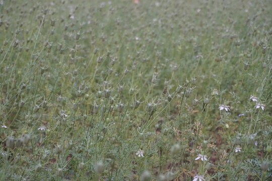 The black cumin plants are full with its seed pods in the black cumin field