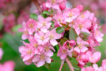 Bee on pink cherry blossoms