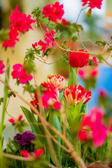 pink rhododendron in the pot