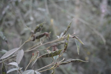A close-up of the pods of a Pigeon pea plant with a blurry background