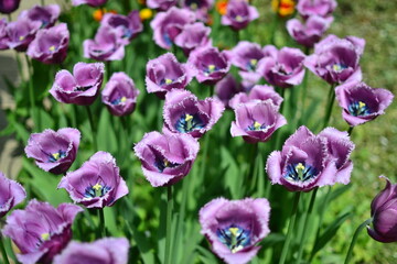 Obraz premium Tulip fringed Blue Heron. Lilac tulip with a dark core.
