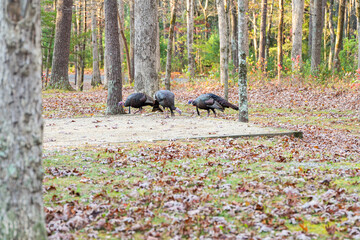 Turkeys roaming through a campsite