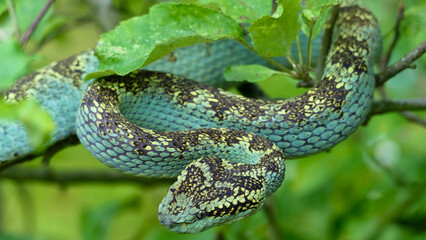 Craspedocephalus malabaricus - Malabar pit viper female