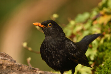 Amsel