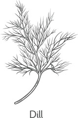 Dill plant botanical condiment drawing detailed organic spice product 